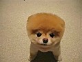 Cute Puffy Puppy