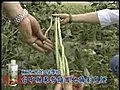 農作發--四季豆篇
