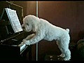 Dog Plays Piano and Sings