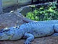 Un crocodile le fait trinquer