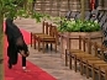 Westminster Abbey Official Cartwheels Down Aisle After Royal Wedding