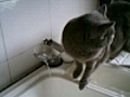 Le chat a soif