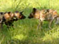 Wild Dogs Feeding Time