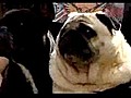 Pug Sings Batman