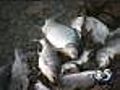 DNR responds to Lake Puckaway fish kill