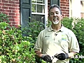 June Gardening Tips - Summer Pruning