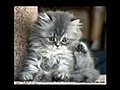 Funny Cats!