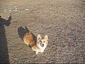 Frieda chases a stick