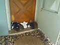 How many puppies fit on the doorstep?