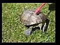 Une Tortue qui Danse