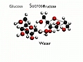 Dehydration Synthesis