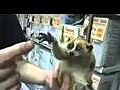 Slow Loris Holding Umbrella