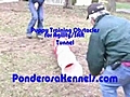 Puppy training Tunnel Obstacle with Maryland dog trainer Pat Nolan