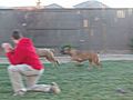 Cane Corso Family Playtime