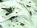 Sand,  Twigs, Rocks Found Inside Penguin