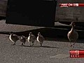 Ducklings halt Monash traffic