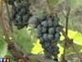 Italie : un trafic de vin toxique démantelé