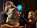 The Blessing of the Animals: A Dog’s Day in Church