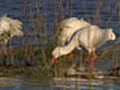 Spoonbills Spoon Their Bills for Food