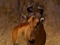 Hartebeest take their chances