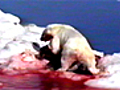 When Polar Bears Attack