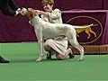 Westminster Kennel Club Dog Show - Best of Sporting Group,  Part 1