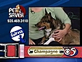 7/20 Pet Saver: Champagne the dog