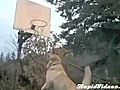 Animals Shoot Hoops