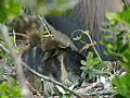 Royalty Free Stock Video HD Footage Zoom Out From Baby Gray Heron Birds in a Nest