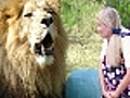 Feeding 23 LIONS,  TIGERS &amp;amp; LIGER!