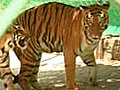An unusual story of a tiger