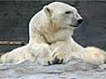 World&#039;s oldest polar bear dies