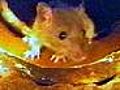 Monster-Ratten: Immun gegen Rattengift