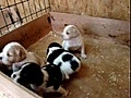 EPAGNEUL BRETON CHIOTS - Les Voraces -