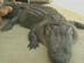 Fitchburg Woman Kills 13-Foot Alligator