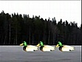 les canards et le chien