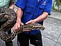 11-foot python slithers into factory