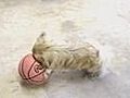 Dog Hates Basketball