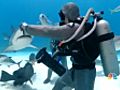 Swimming With Sharks