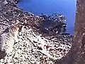 Crazy cat vs gator