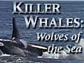 Killer Whales: Wolves of the Sea