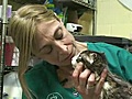 Cat burned by juveniles recovering