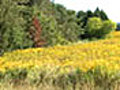 The link between asthma and seasonal allergies