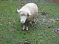 Sheep plays with dog