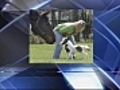 New Hampshire stallion may be worlds smallest