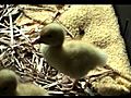 Baby Ducklings - Pekin Ducks