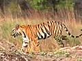 Tiger campaign: The great Panna cover-up