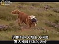 National Geographic-子宮內日記：犬科動物篇 2