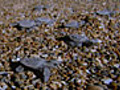 Sea Turtle Hatchlings