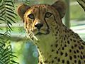 Cheetah Ultrasound at The Safari Park